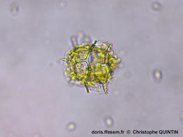 Octactis_speculum_qc_006