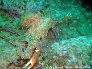 octopus-vulgaris-lb2