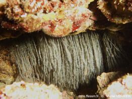 Octopus_vulgaris-Forum 86572