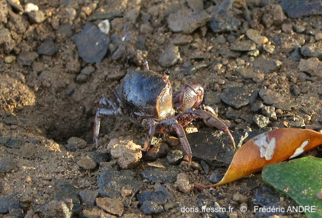 Ocypode pauliani