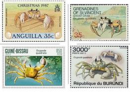 ocypode_quadrata-timbres01