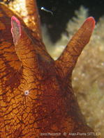 aplysia_fasciata-apsi647
