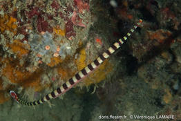 dunckerocampus_dactyliophorus-vl1