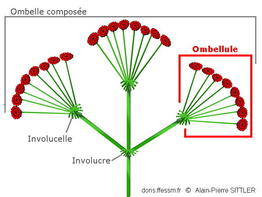 Ombellule_glossaire-apsittler01