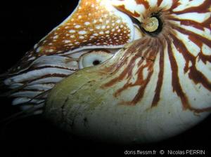 Nautilus-macromphalus-03