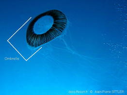 ombrelle_glossaire-apsittler02