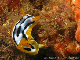 chromodoris_strigata-aps102
