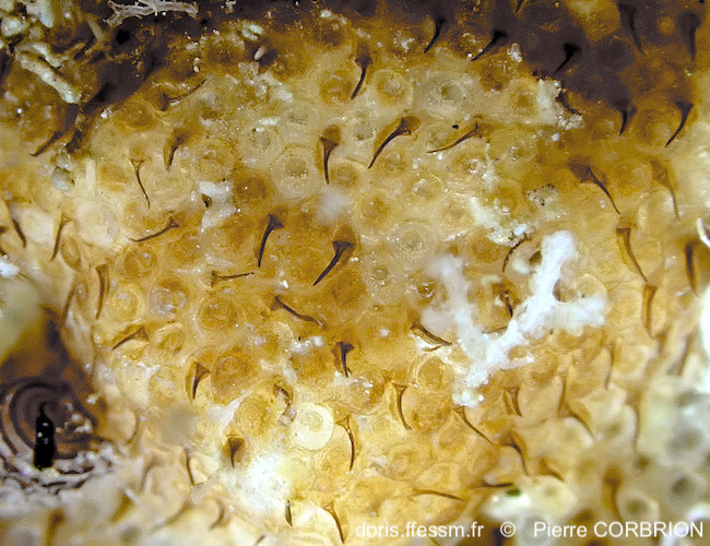 Bryozoaire onglé de Marion