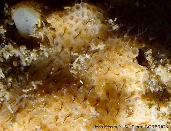 Onychocella_marioni-pico710