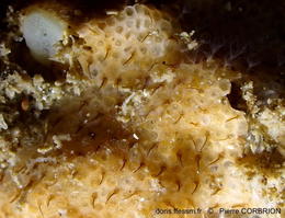 Onychocella_marioni-pico710