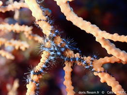 Ophiacantha_setosa-cere010