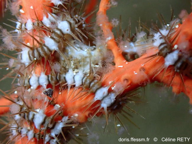 Ophiacantha_setosa-cere020