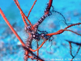 Ophiacantha_setosa-cere030