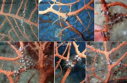 Ophiacantha_setosa-cere21-25