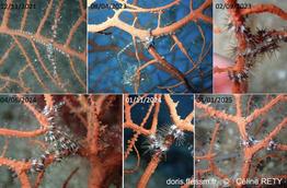 Ophiacantha_setosa-cere21-25