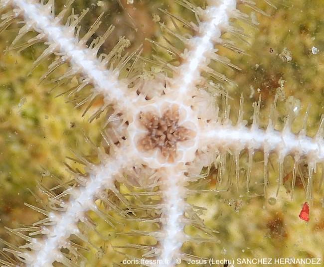 Ophiacantha_setosa-jesh10