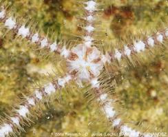 Ophiacantha_setosa-jesh11