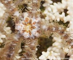 Ophiacantha_setosa-jesh13