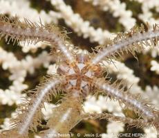 Ophiacantha_setosa-jesh16