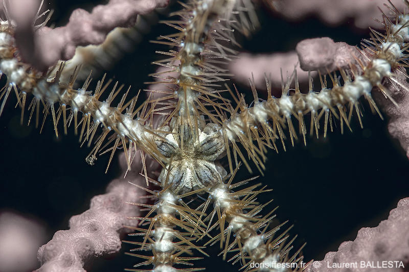 Ophiacantha_setosa-laba8154