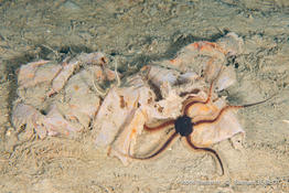 Ophiacantha_setosa-saje01