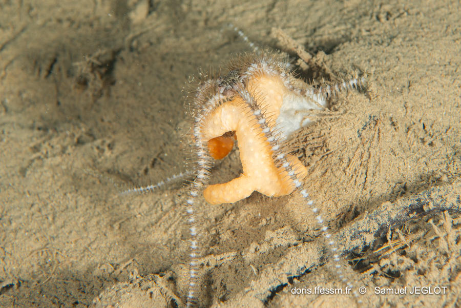 Ophiacantha_setosa-saje02