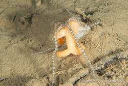 Ophiacantha_setosa-saje02