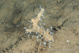 Ophiacantha_setosa-saje03