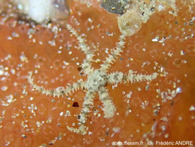 Ophiactis_savignyi-fran417