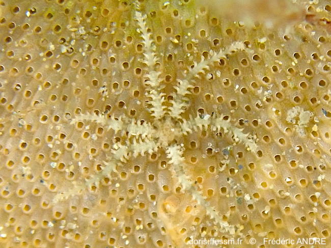 Ophiactis_savignyi-fran611