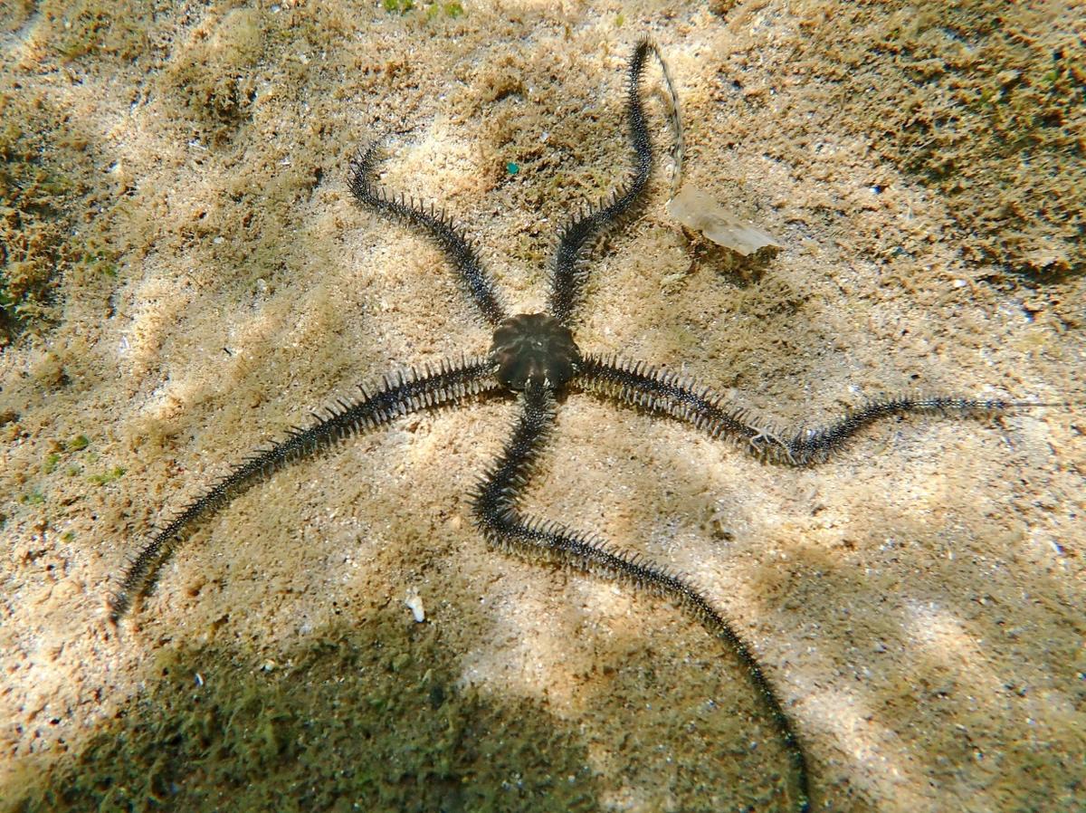 Ophiocoma_scolopendrina-frdu002