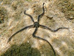 Ophiocoma_scolopendrina-frdu002