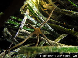 Ophioderma longicauda-apsi302