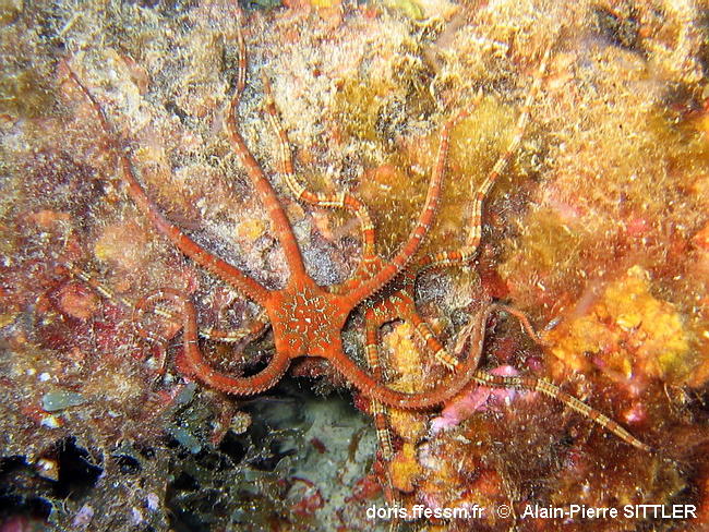 Ophioderma longicauda-apsi323
