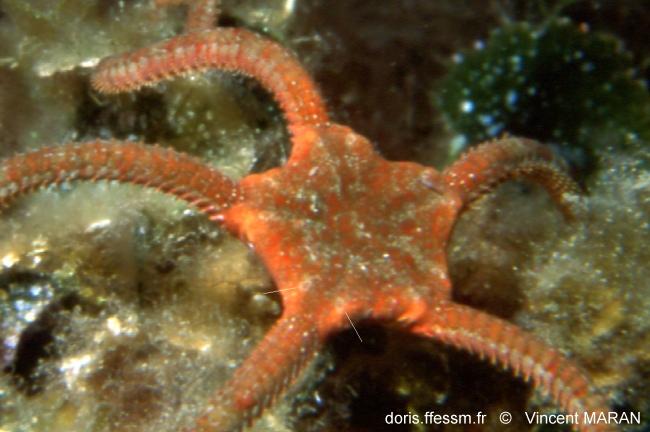 ophioderma_longicauda_vm3