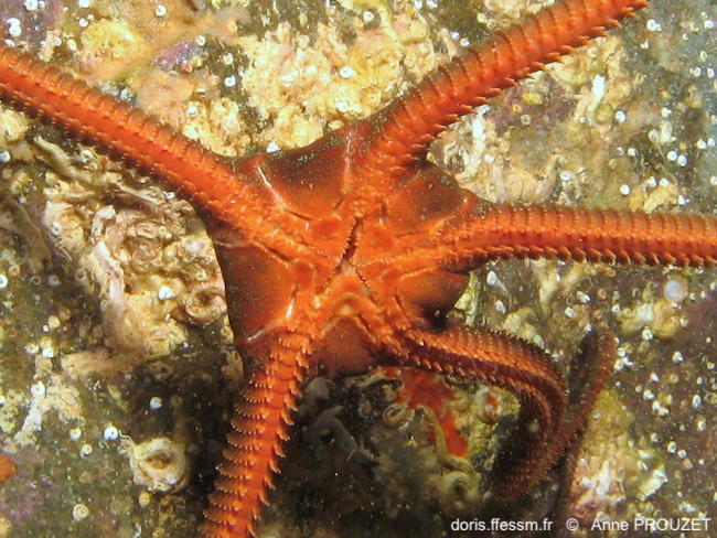 Ophioderma_longicaudum-anpr5825