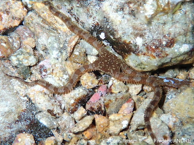 Ophiomyxa_pentagona-fran629