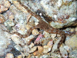 Ophiomyxa_pentagona-fran629