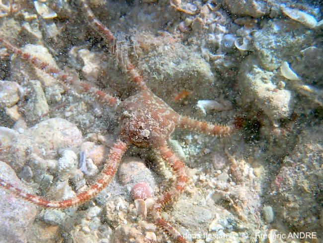 Ophiomyxa_pentagona-fran839