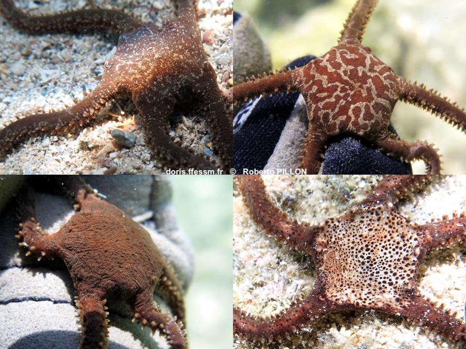 Ophiomyxa_pentagona-ropi004