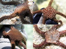 Ophiomyxa_pentagona-ropi004