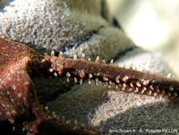 Ophiomyxa_pentagona-ropi3993