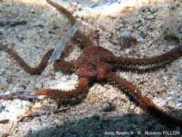 Ophiomyxa_pentagona-ropi4222