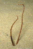 ophiopsila_annulosa_slb_30553