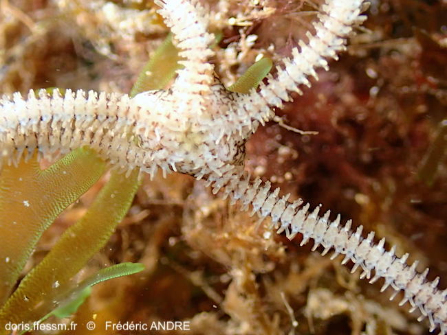 Ophiopsila_aranea-fran10