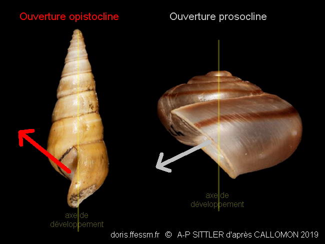 Opistocline_glossaire-apsi001