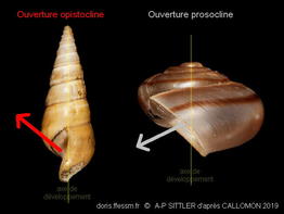 Opistocline_glossaire-apsi001