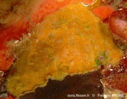 stephanotheca_monoecensis-fa57b