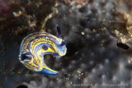 hypselodoris_tricolor-vl1