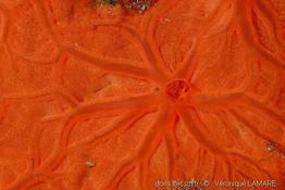 crambe_crambe-vl2
